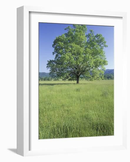 Bur Oak in Grassy Field, Great Smoky Mountains National Park, Tennessee, USA-Adam Jones-Framed Photographic Print