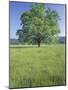 Bur Oak in Grassy Field, Great Smoky Mountains National Park, Tennessee, USA-Adam Jones-Mounted Photographic Print