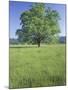 Bur Oak in Grassy Field, Great Smoky Mountains National Park, Tennessee, USA-Adam Jones-Mounted Photographic Print