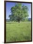 Bur Oak in Grassy Field, Great Smoky Mountains National Park, Tennessee, USA-Adam Jones-Framed Photographic Print