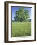 Bur Oak in Grassy Field, Great Smoky Mountains National Park, Tennessee, USA-Adam Jones-Framed Photographic Print