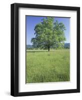 Bur Oak in Grassy Field, Great Smoky Mountains National Park, Tennessee, USA-Adam Jones-Framed Photographic Print