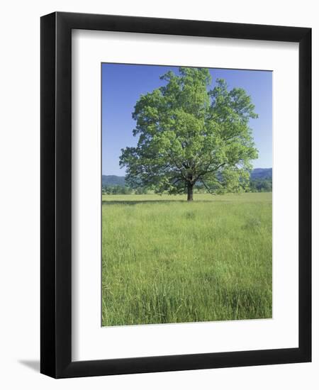 Bur Oak in Grassy Field, Great Smoky Mountains National Park, Tennessee, USA-Adam Jones-Framed Photographic Print