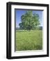 Bur Oak in Grassy Field, Great Smoky Mountains National Park, Tennessee, USA-Adam Jones-Framed Photographic Print