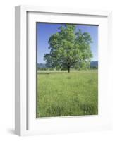 Bur Oak in Grassy Field, Great Smoky Mountains National Park, Tennessee, USA-Adam Jones-Framed Photographic Print