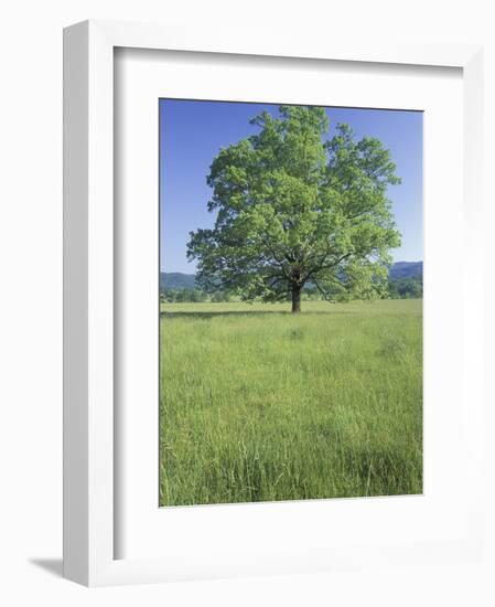 Bur Oak in Grassy Field, Great Smoky Mountains National Park, Tennessee, USA-Adam Jones-Framed Photographic Print