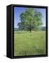 Bur Oak in Grassy Field, Great Smoky Mountains National Park, Tennessee, USA-Adam Jones-Framed Stretched Canvas