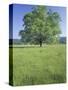 Bur Oak in Grassy Field, Great Smoky Mountains National Park, Tennessee, USA-Adam Jones-Stretched Canvas