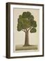 Bur Tree, 1800-10-null-Framed Giclee Print