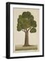 Bur Tree, 1800-10-null-Framed Giclee Print