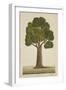 Bur Tree, 1800-10-null-Framed Giclee Print