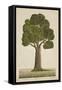 Bur Tree, 1800-10-null-Framed Stretched Canvas