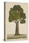 Bur Tree, 1800-10-null-Stretched Canvas