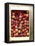 Burbank Plums in a Wooden Crate-Foodcollection-Framed Stretched Canvas