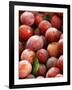 Burbank Plums in a Wooden Crate-Foodcollection-Framed Photographic Print