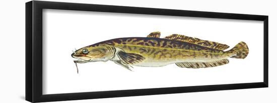 Burbot (Lota Lota), Fishes-Encyclopaedia Britannica-Framed Poster