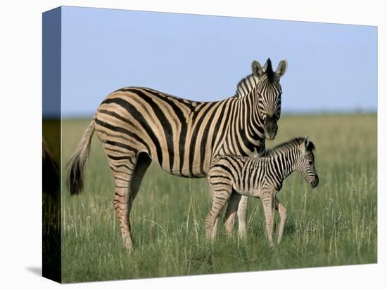 Burchell's (Plains) Zebra and Newborn Foal (Equus Burchelli), Etosha National Park, Namibia, Africa-Steve & Ann Toon-Stretched Canvas