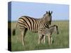 Burchell's (Plains) Zebra and Newborn Foal (Equus Burchelli), Etosha National Park, Namibia, Africa-Steve & Ann Toon-Stretched Canvas