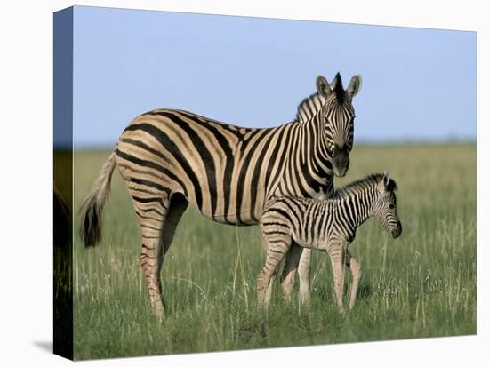 Burchell's (Plains) Zebra and Newborn Foal (Equus Burchelli), Etosha National Park, Namibia, Africa-Steve & Ann Toon-Stretched Canvas