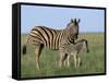 Burchell's (Plains) Zebra and Newborn Foal (Equus Burchelli), Etosha National Park, Namibia, Africa-Steve & Ann Toon-Framed Stretched Canvas