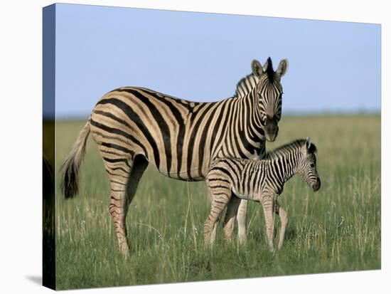 Burchell's (Plains) Zebra and Newborn Foal (Equus Burchelli), Etosha National Park, Namibia, Africa-Steve & Ann Toon-Stretched Canvas