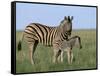 Burchell's (Plains) Zebra and Newborn Foal (Equus Burchelli), Etosha National Park, Namibia, Africa-Steve & Ann Toon-Framed Stretched Canvas