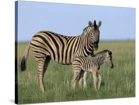 Burchell's (Plains) Zebra and Newborn Foal (Equus Burchelli), Etosha National Park, Namibia, Africa-Steve & Ann Toon-Stretched Canvas