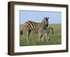 Burchell's (Plains) Zebra and Newborn Foal (Equus Burchelli), Etosha National Park, Namibia, Africa-Steve & Ann Toon-Framed Photographic Print