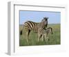 Burchell's (Plains) Zebra and Newborn Foal (Equus Burchelli), Etosha National Park, Namibia, Africa-Steve & Ann Toon-Framed Photographic Print