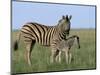 Burchell's (Plains) Zebra and Newborn Foal (Equus Burchelli), Etosha National Park, Namibia, Africa-Steve & Ann Toon-Mounted Photographic Print