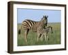 Burchell's (Plains) Zebra and Newborn Foal (Equus Burchelli), Etosha National Park, Namibia, Africa-Steve & Ann Toon-Framed Photographic Print