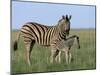 Burchell's (Plains) Zebra and Newborn Foal (Equus Burchelli), Etosha National Park, Namibia, Africa-Steve & Ann Toon-Mounted Photographic Print