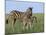 Burchell's (Plains) Zebra and Newborn Foal (Equus Burchelli), Etosha National Park, Namibia, Africa-Steve & Ann Toon-Mounted Photographic Print