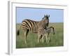 Burchell's (Plains) Zebra and Newborn Foal (Equus Burchelli), Etosha National Park, Namibia, Africa-Steve & Ann Toon-Framed Photographic Print