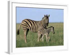 Burchell's (Plains) Zebra and Newborn Foal (Equus Burchelli), Etosha National Park, Namibia, Africa-Steve & Ann Toon-Framed Photographic Print