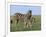 Burchell's (Plains) Zebra and Newborn Foal (Equus Burchelli), Etosha National Park, Namibia, Africa-Steve & Ann Toon-Framed Photographic Print