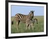 Burchell's (Plains) Zebra and Newborn Foal (Equus Burchelli), Etosha National Park, Namibia, Africa-Steve & Ann Toon-Framed Photographic Print