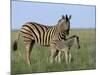 Burchell's (Plains) Zebra and Newborn Foal (Equus Burchelli), Etosha National Park, Namibia, Africa-Steve & Ann Toon-Mounted Photographic Print