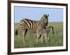 Burchell's (Plains) Zebra and Newborn Foal (Equus Burchelli), Etosha National Park, Namibia, Africa-Steve & Ann Toon-Framed Photographic Print