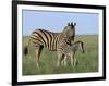 Burchell's (Plains) Zebra and Newborn Foal (Equus Burchelli), Etosha National Park, Namibia, Africa-Steve & Ann Toon-Framed Photographic Print