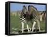Burchell's (Plains) Zebra (Equus Burchelli), Etosha National Park, Namibia, Africa-Steve & Ann Toon-Framed Stretched Canvas