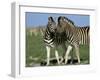 Burchell's (Plains) Zebra (Equus Burchelli), Etosha National Park, Namibia, Africa-Steve & Ann Toon-Framed Photographic Print