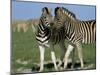 Burchell's (Plains) Zebra (Equus Burchelli), Etosha National Park, Namibia, Africa-Steve & Ann Toon-Mounted Photographic Print