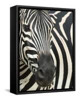 Burchell's (Plains) Zebra (Equus Burchelli), Mhkuze Game Reserve, Kwazulu Natal, South Africa-Ann & Steve Toon-Framed Stretched Canvas
