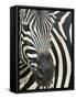 Burchell's (Plains) Zebra (Equus Burchelli), Mhkuze Game Reserve, Kwazulu Natal, South Africa-Ann & Steve Toon-Framed Stretched Canvas