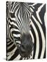 Burchell's (Plains) Zebra (Equus Burchelli), Mhkuze Game Reserve, Kwazulu Natal, South Africa-Ann & Steve Toon-Stretched Canvas