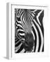 Burchell's (Plains) Zebra (Equus Burchelli), Mhkuze Game Reserve, Kwazulu Natal, South Africa-Ann & Steve Toon-Framed Photographic Print