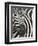 Burchell's (Plains) Zebra (Equus Burchelli), Mhkuze Game Reserve, Kwazulu Natal, South Africa-Ann & Steve Toon-Framed Premium Photographic Print