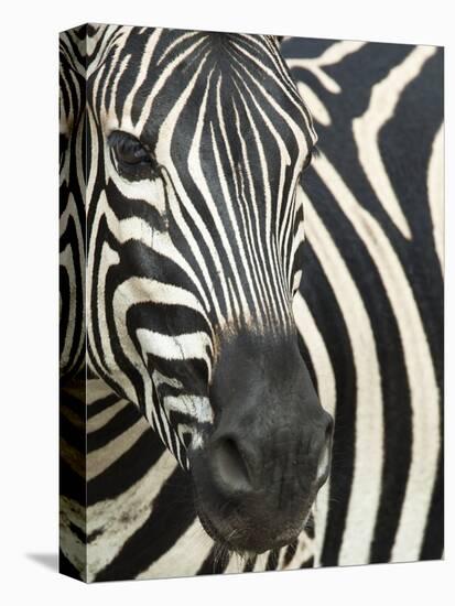 Burchell's (Plains) Zebra (Equus Burchelli), Mhkuze Game Reserve, Kwazulu Natal, South Africa-Ann & Steve Toon-Stretched Canvas