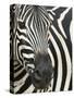 Burchell's (Plains) Zebra (Equus Burchelli), Mhkuze Game Reserve, Kwazulu Natal, South Africa-Ann & Steve Toon-Stretched Canvas